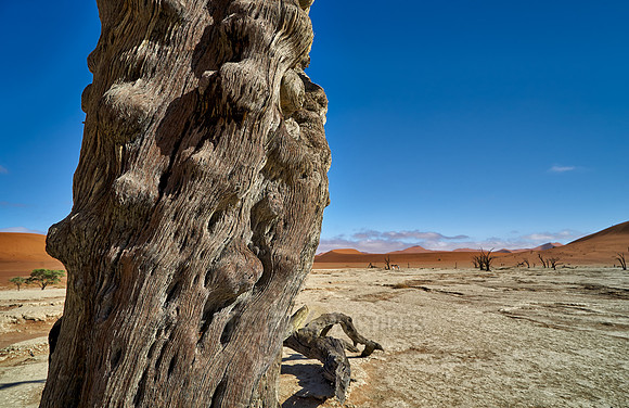 famous Dead Vlei with dead trees, desert landscape of Namib