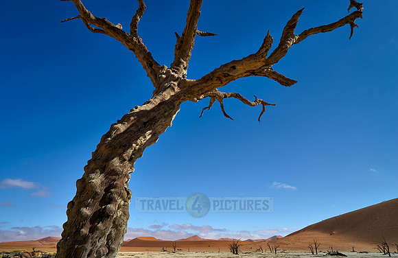 famous Dead Vlei with dead trees, desert landscape of Namib