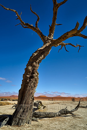 famous Dead Vlei with dead trees, desert landscape of Namib