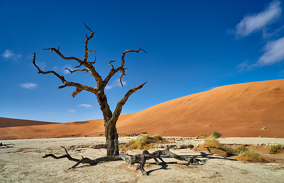 famous Dead Vlei with dead trees, desert landscape of Namib