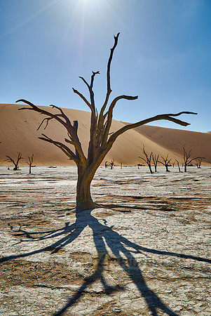 famous Dead Vlei with dead trees, desert landscape of Namib