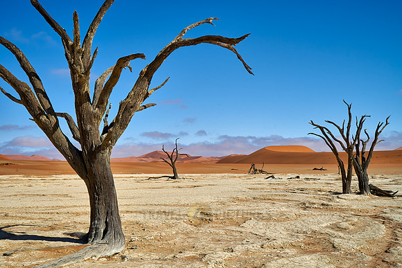 famous Dead Vlei with dead trees, desert landscape of Namib