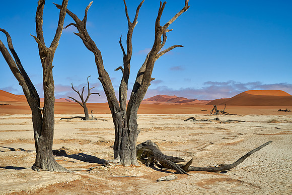 famous Dead Vlei with dead trees, desert landscape of Namib