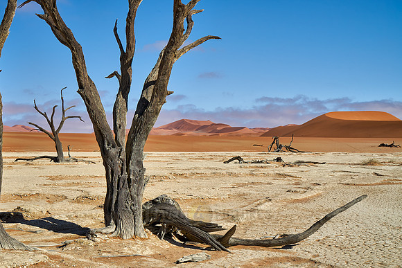 famous Dead Vlei with dead trees, desert landscape of Namib
