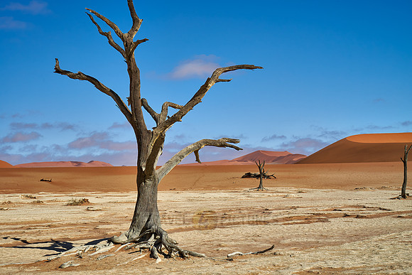 famous Dead Vlei with dead trees, desert landscape of Namib