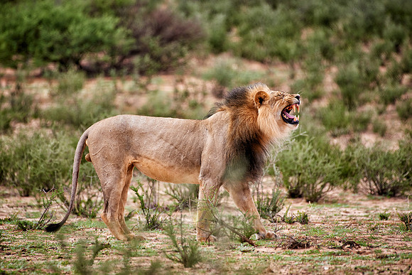 sniffing male lion (Panthera leo)