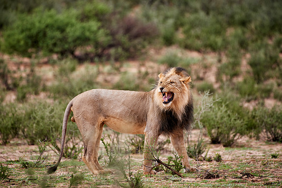 sniffing male lion (Panthera leo)