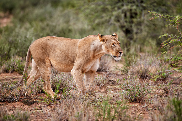 stalking lioness