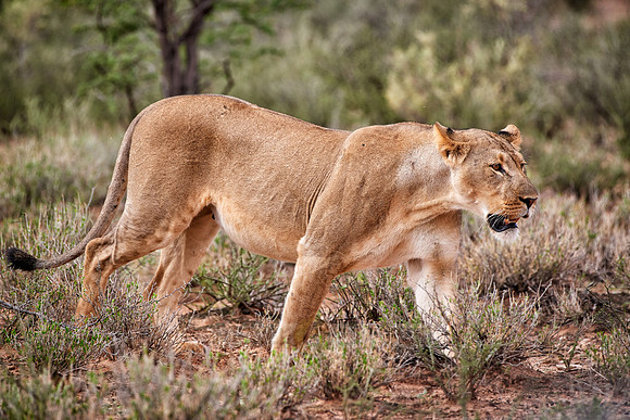 stalking lioness