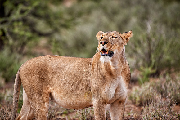 stalking lioness