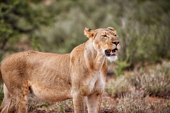 stalking lioness