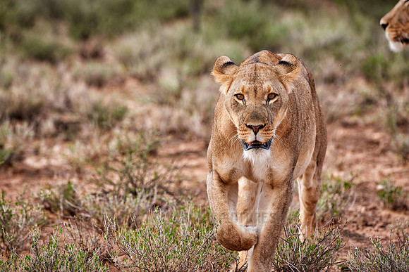 stalking lioness