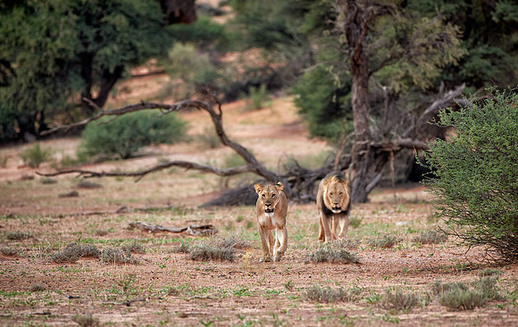 lion couple roaming the Kalahari