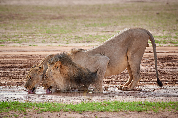 Lion and lioness drinking in a puddle