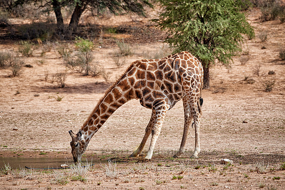 giraffe in Kgalagadi Transfrontier Park