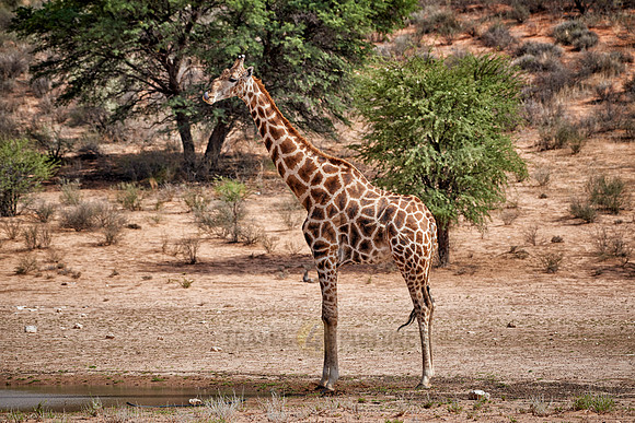 giraffe in Kgalagadi Transfrontier Park