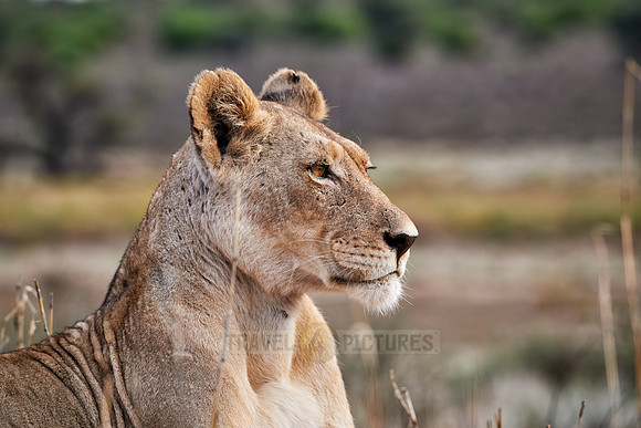 lioness watiching the area