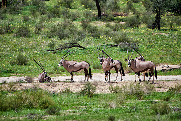 herd of Oryx or Gemsbok in Kgalagadi Transfrontier Park