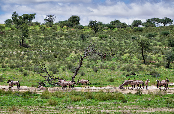 herd of Oryx or Gemsbok in Kgalagadi Transfrontier Park