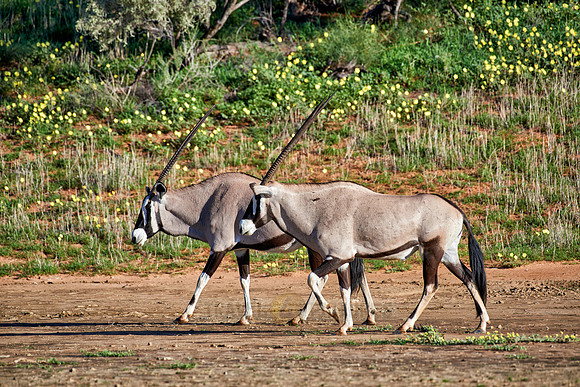 herd of Oryx or Gemsbok in Kgalagadi Transfrontier Park