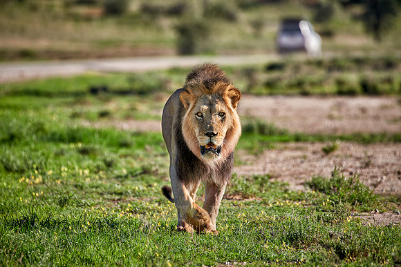male lion walking along the road