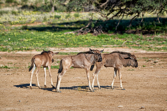 new born Blue wildebeest