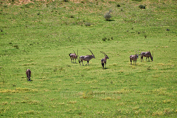 herd of Oryx or Gemsbok in Kgalagadi Transfrontier Park