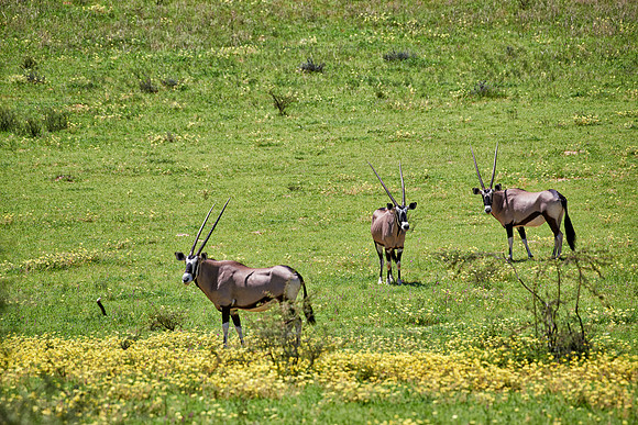 herd of Oryx or Gemsbok in Kgalagadi Transfrontier Park