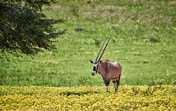 Oryx or Gemsbok (Oryx gazella)