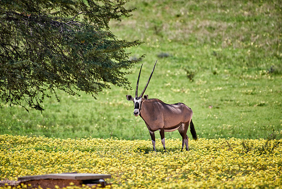 Oryx or Gemsbok (Oryx gazella)