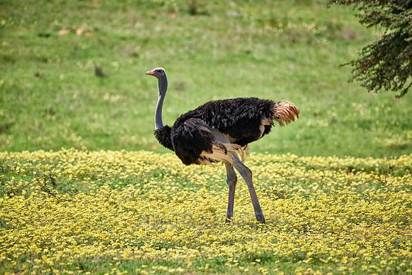 ostrich between yellow flowers in Kgalagadi Transfrontier Park