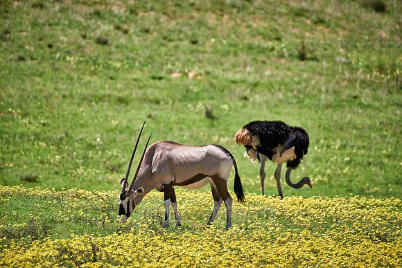 Oryx or Gemsbok and ostrich in Kgalagadi Transfrontier Park