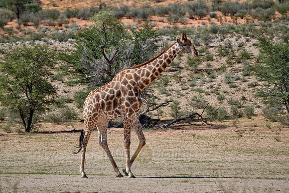 giraffe in Kgalagadi Transfrontier Park