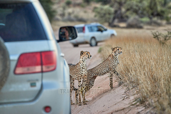 Cheetah with older cub between cars