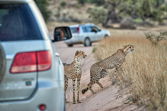 Cheetah with older cub between cars