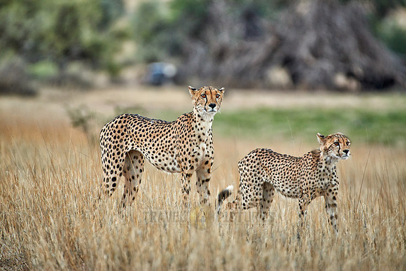 Cheetah with older cub