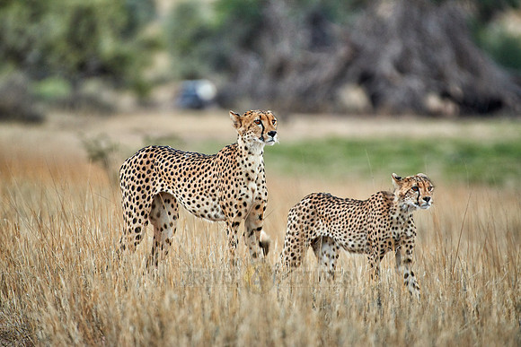 Cheetah with older cub