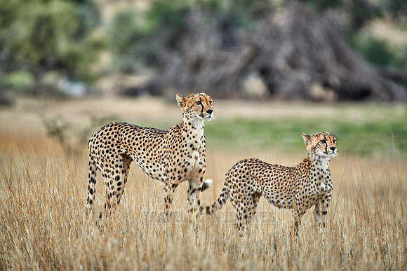 Cheetah with older cub