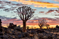 Quiver tree forest at sunset