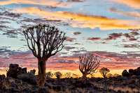 Quiver tree forest at sunset