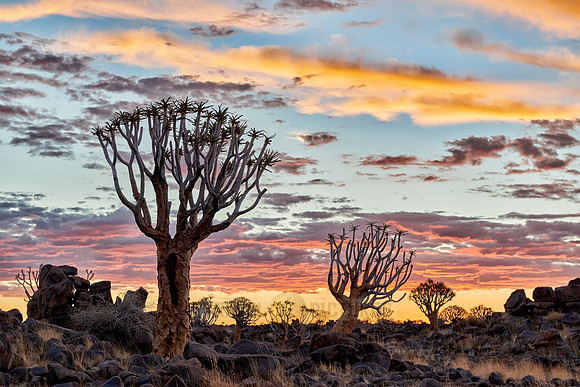Quiver tree forest at sunset