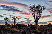 Quiver tree forest at sunset