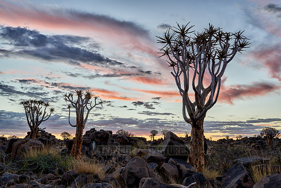 Quiver tree forest at sunset