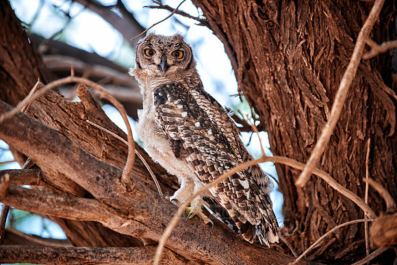 juvenile Spotted eagle-owl, Bubo africanus