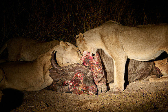 night shot pride of lioness (Panthera leo) at buffalo kill