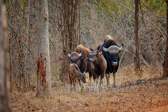 Indian Gaur (Bos gaurus)