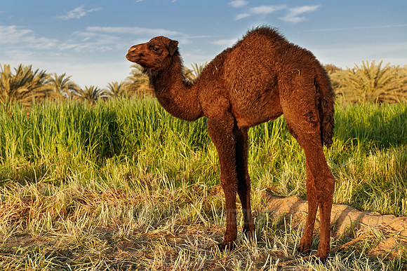 young black Arabian camel