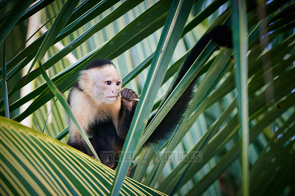Panamanian white-faced capuchin (Cebus imitator)|