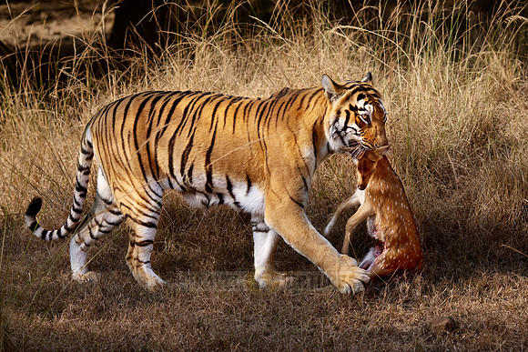 Tiger with prey in mouth