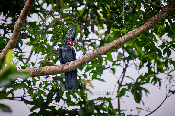 palm cockatoo (Probosciger aterrimus), also known as the goliath cockatoo or great black cockatoo